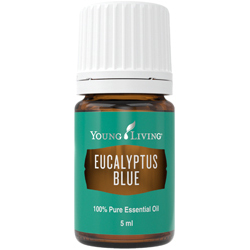 Blauer Eukalyptus (Eucalyptus Blue) – Produktbild