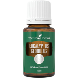 Eukalyptus Globulus (Eucalyptus Globulus) – Produktbild