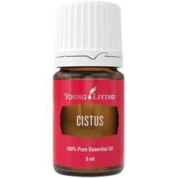 Zistrose (Cistus) – Produktbild