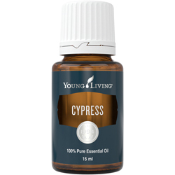 Zypresse (Cypress) – Produktbild